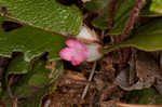 Trailing arbutus